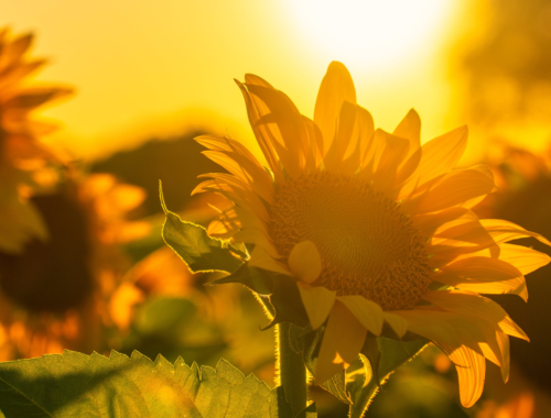Conseils pour mieux supporter la chaleur l'été - Blog Angie be Green