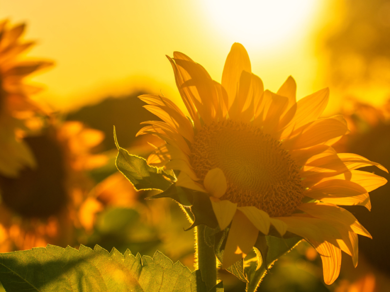 Conseils pour mieux supporter la chaleur l'été - Blog Angie be Green