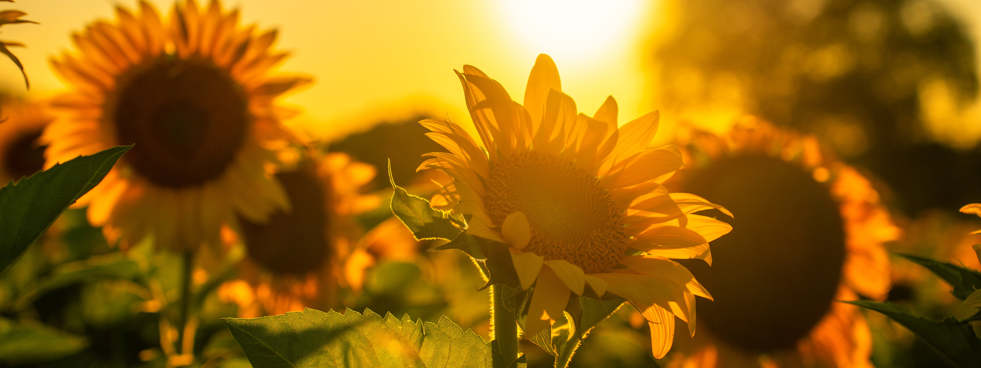 Conseils pour mieux supporter la chaleur l'été - Blog Angie be Green