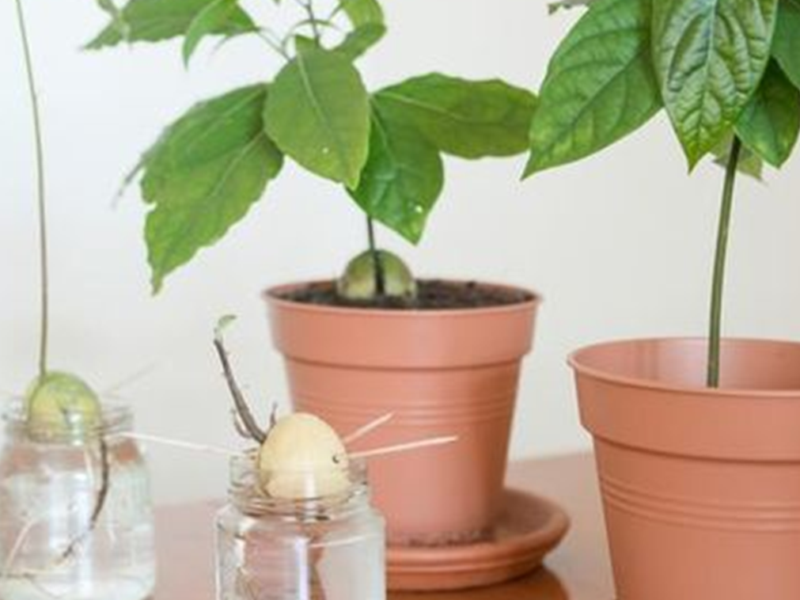 DIY zéro déchet : noyaux de fruit